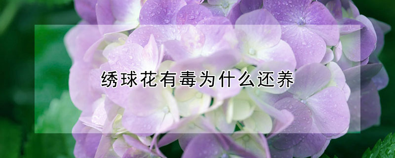 繡球花有毒為什么還養(yǎng)