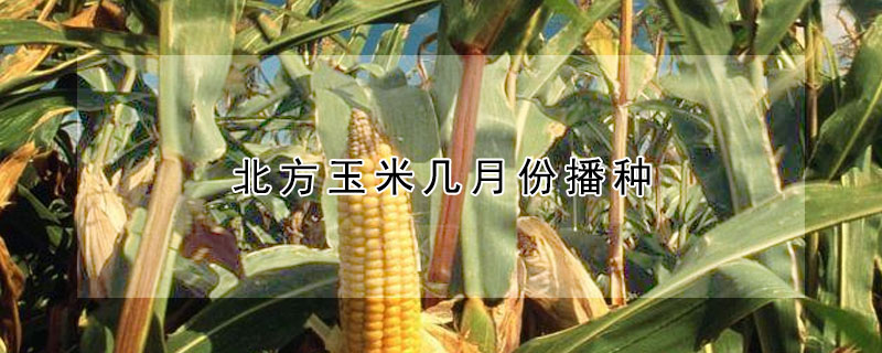 北方玉米幾月份播種