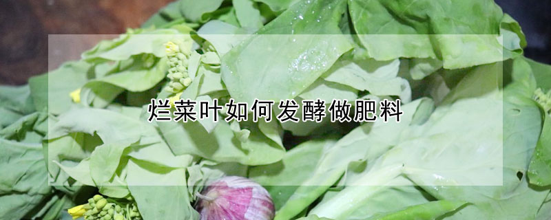 爛菜葉如何發酵做肥料