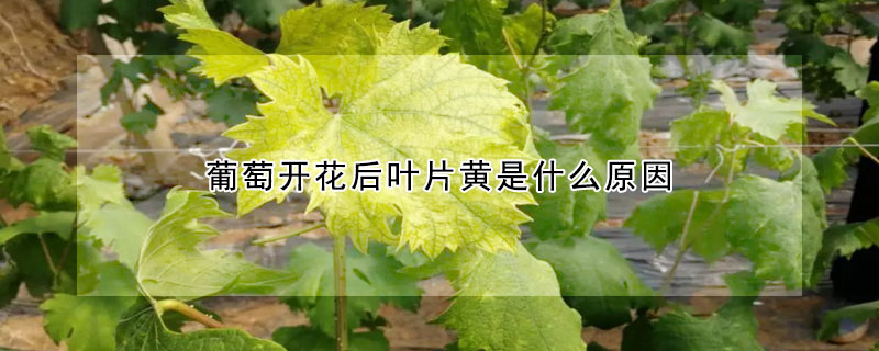 葡萄開花后葉片黃是什么原因