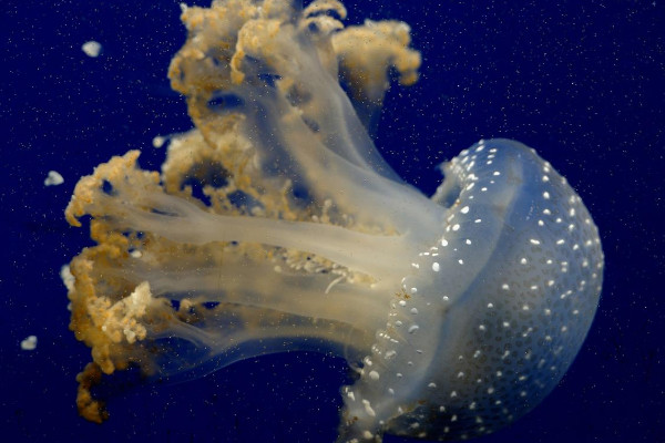 海蜇養殖技術