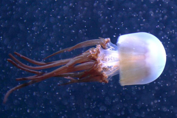 海蜇養殖技術