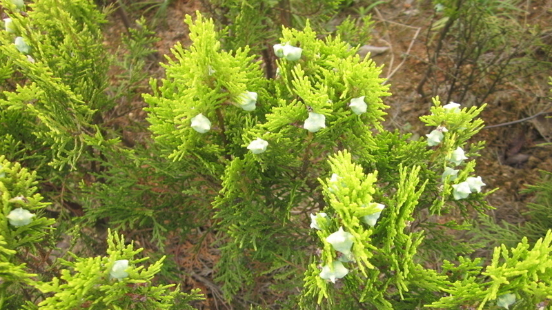 柏樹種植技術