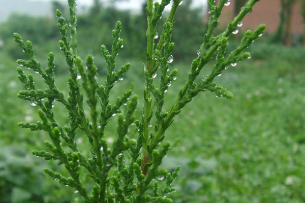 柏樹種植技術