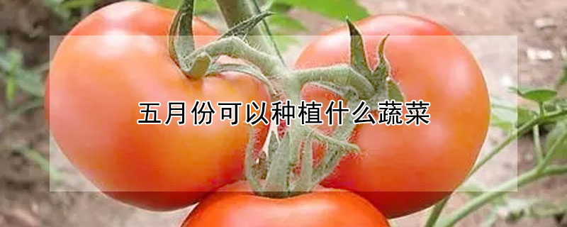 五月份可以種植什么蔬菜