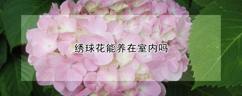 繡球花能養(yǎng)在室內(nèi)嗎