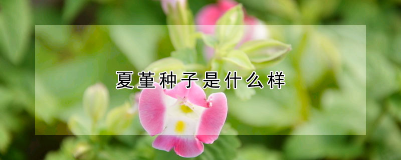 夏堇種子是什么樣