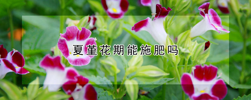 夏堇花期能施肥嗎