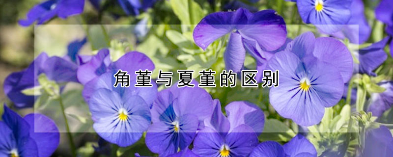 角堇與夏堇的區別