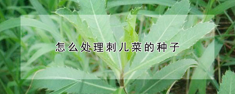 怎么處理刺兒菜的種子