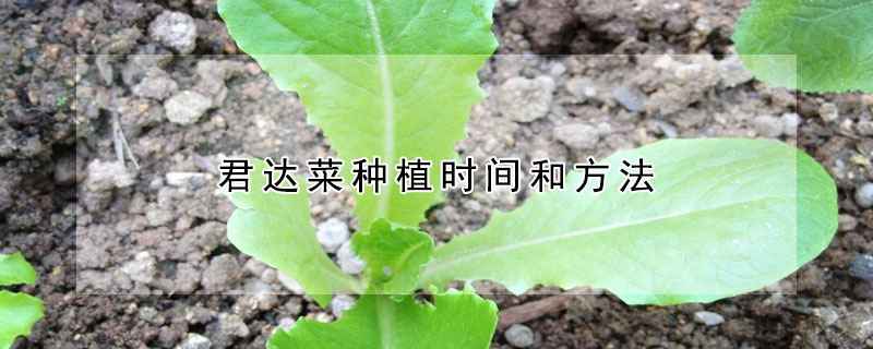 君達菜種植時間和方法