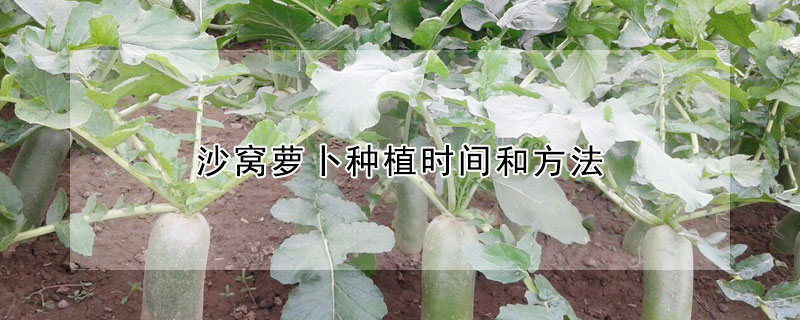 沙窩蘿卜種植時(shí)間和方法