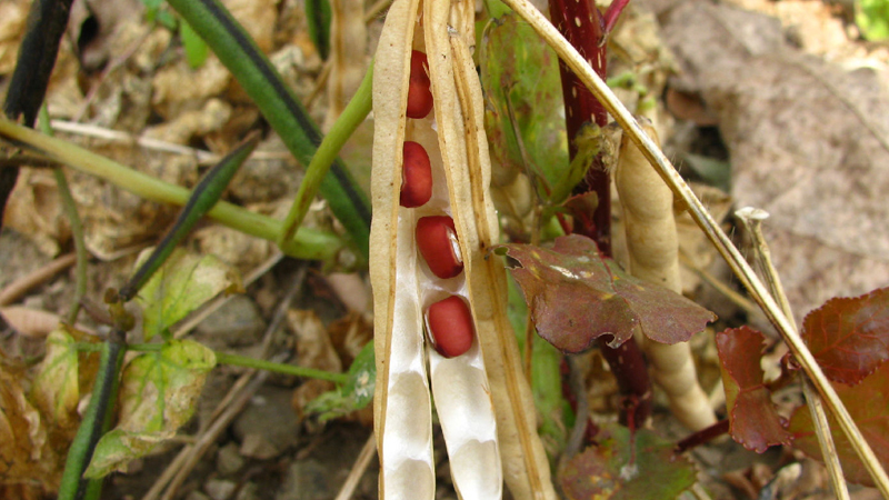 紅小豆的種植技術(shù)