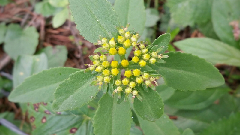 養心菜種植技術