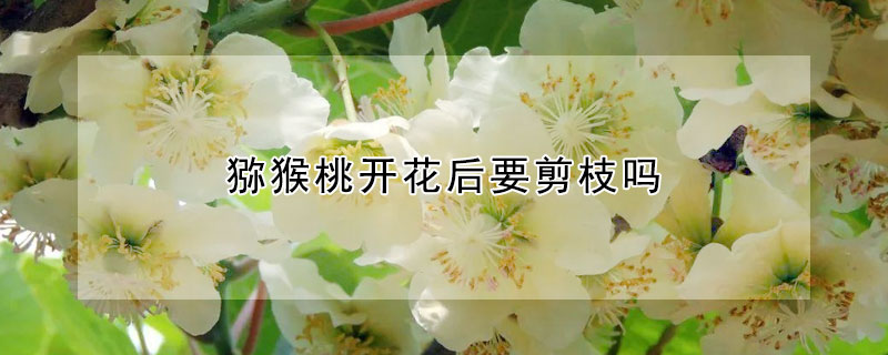 獼猴桃開(kāi)花后要剪枝嗎