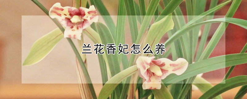 蘭花香妃怎么養