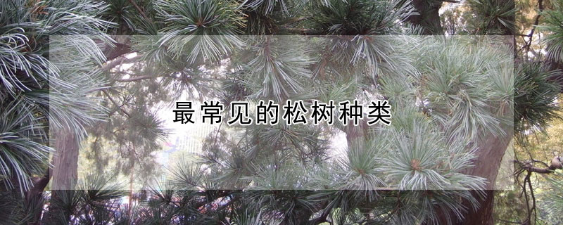 最常見的松樹種類