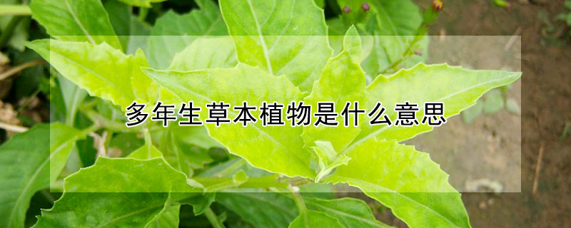 多年生草本植物是什么意思