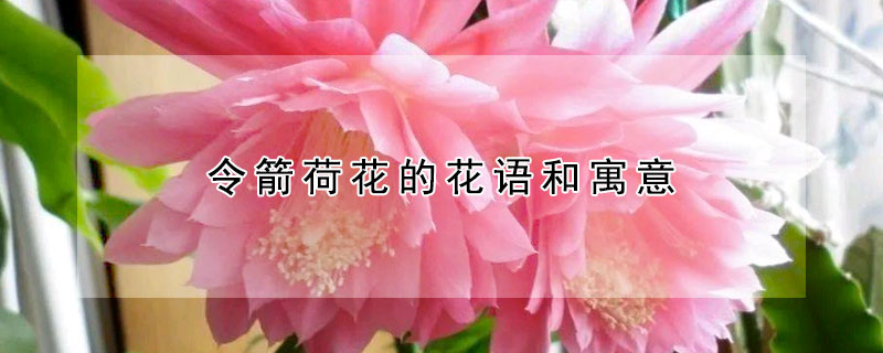 令箭荷花的花語(yǔ)和寓意