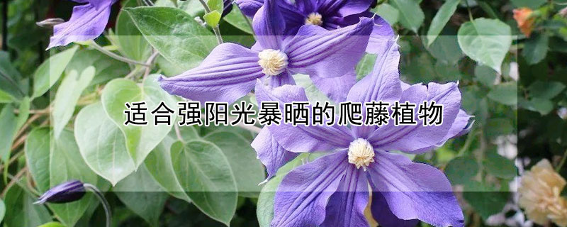 適合強(qiáng)陽光暴曬的爬藤植物