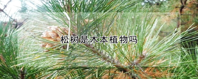 松樹是木本植物嗎