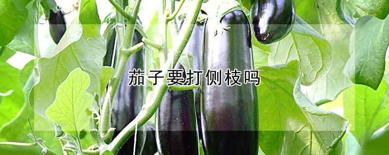 茄子要打側枝嗎