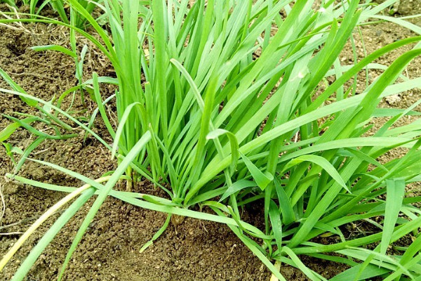 韭菜根怎么種植方法