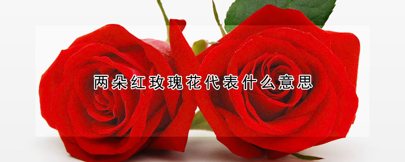 兩朵紅玫瑰花代表什么意思