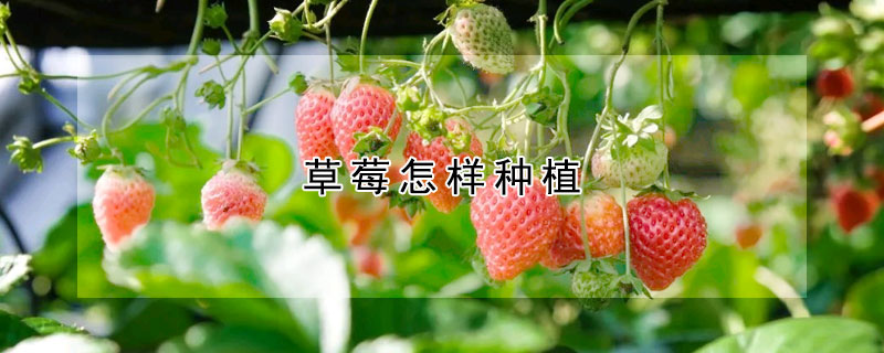 草莓怎樣種植