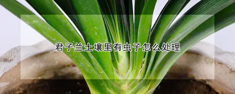 君子蘭土壤里有蟲子怎么處理