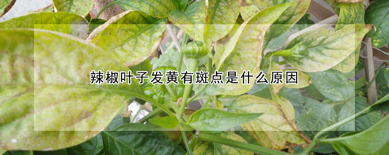 辣椒葉子發黃有斑點是什么原因