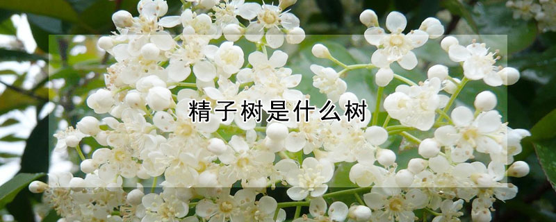 精子樹是什么樹