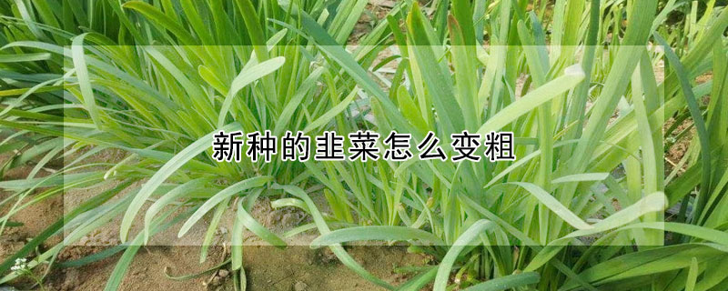 新種的韭菜怎么變粗