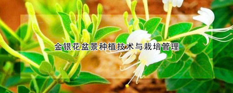 金銀花盆景種植技術(shù)與栽培管理