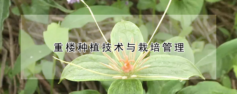 重樓種植技術(shù)與栽培管理