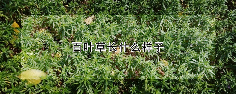 百葉草長什么樣子