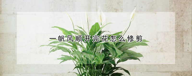 一帆風順開完花怎么修剪