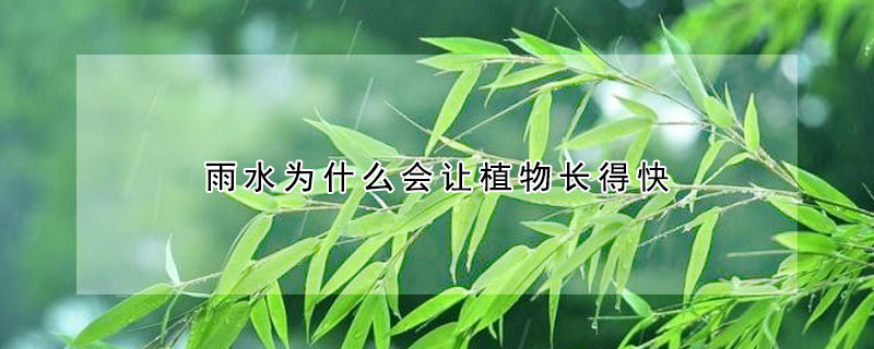 雨水為什么會讓植物長得快