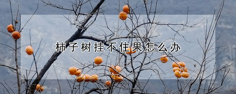 柿子樹掛不住果怎么辦