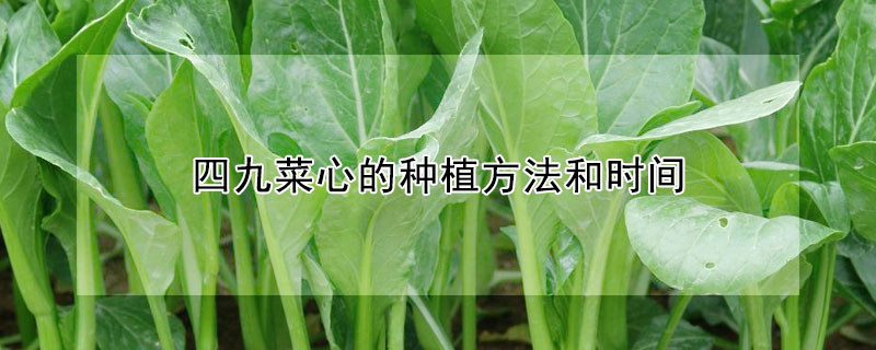 四九菜心的種植方法和時間