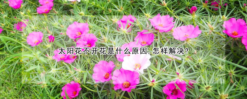 太陽花不開花是什么原因,怎樣解決?