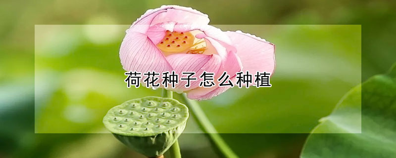 荷花種子怎么種植