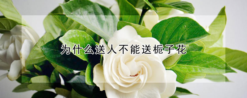 為什么送人不能送梔子花