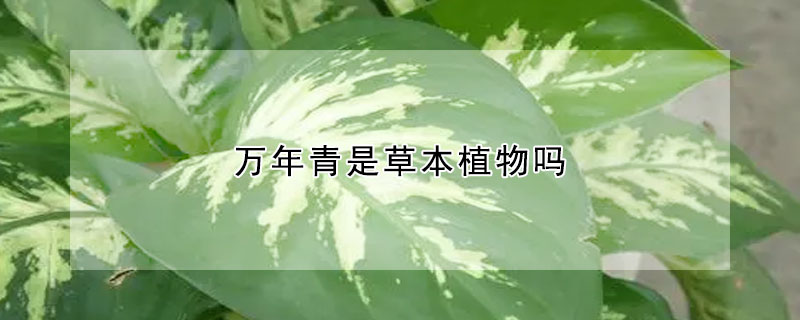 萬(wàn)年青是草本植物嗎