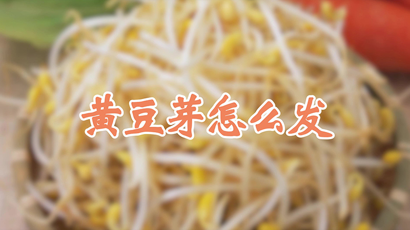 黃豆芽怎么發(fā)