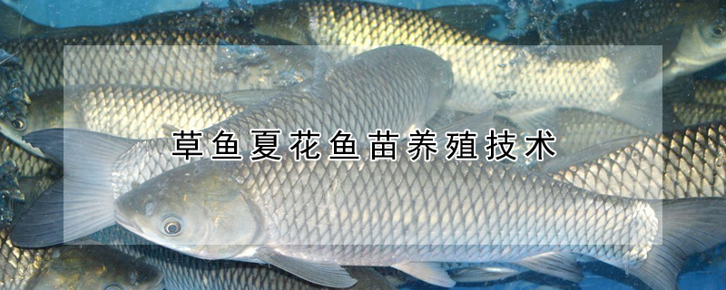 草魚夏花魚苗養殖技術