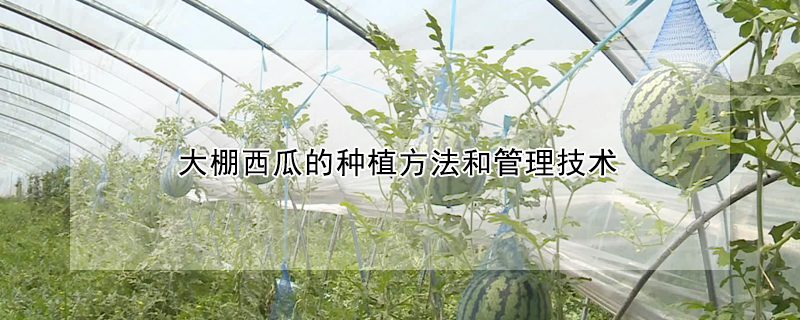 大棚西瓜的種植方法和管理技術