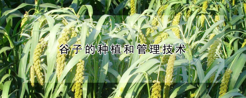 谷子的種植和管理技術