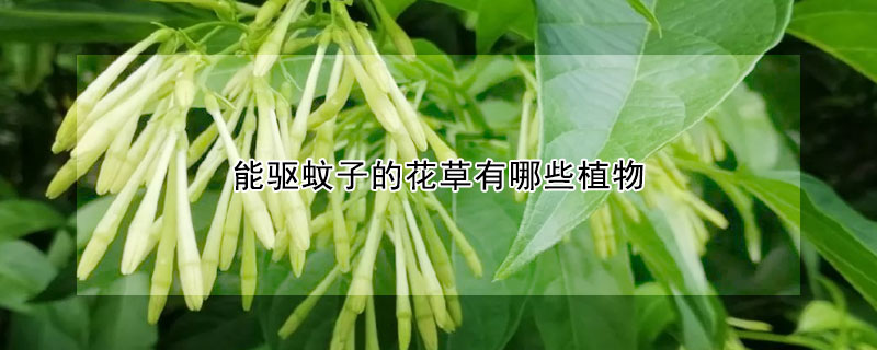 能驅蚊子的花草有哪些植物