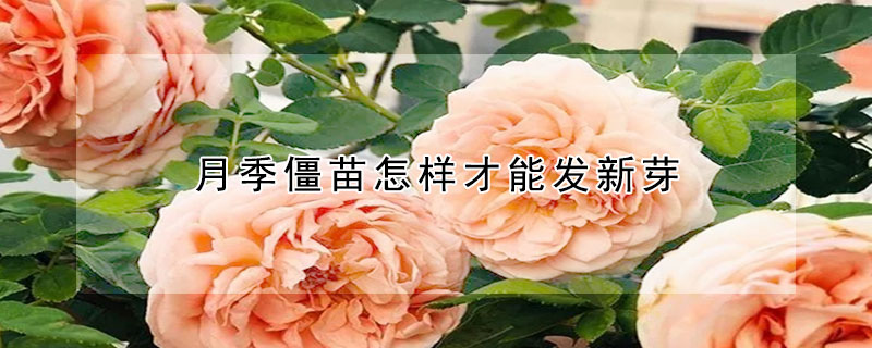 月季僵苗怎樣才能發新芽